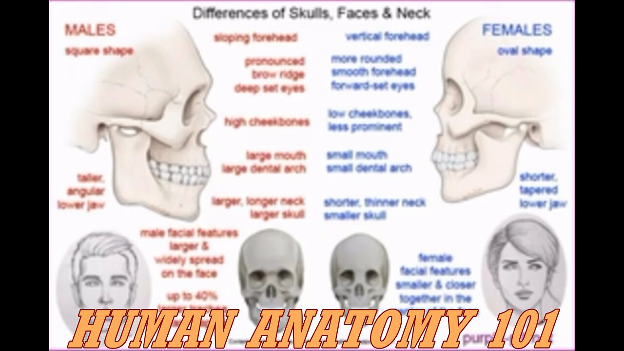 HUMAN ANATOMY 101