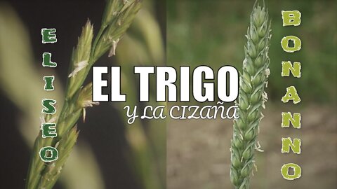 LA CIZAÑA Y EL TRIGO, LA CIZAÑA SERÁ QUEMADA EN EL INFIERNO