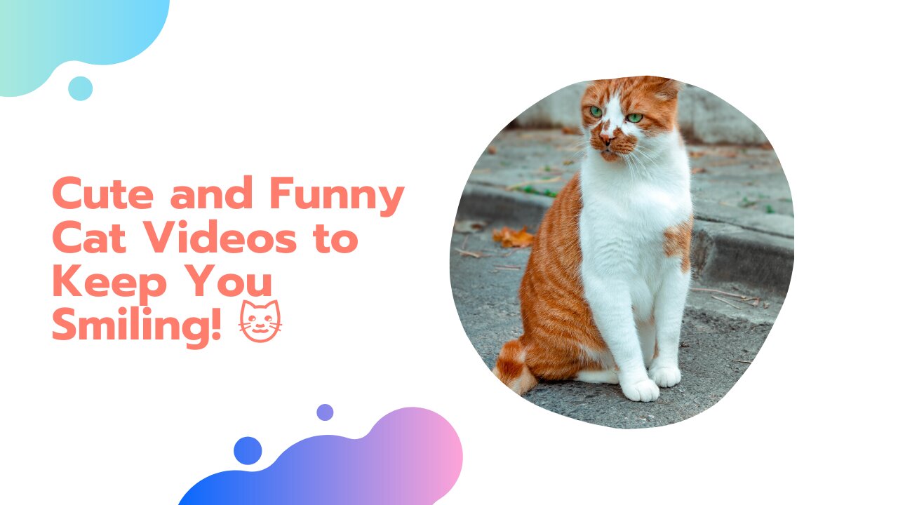 Funniest Dogs And Cats Videos 🐶😻 - Best Funny Animal Videos Of The 2021