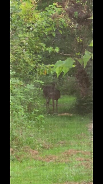 Deer Buck out our Kitchen Window This morning 8-21-24