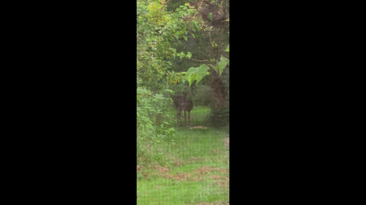 Deer Buck out our Kitchen Window This morning 8-21-24