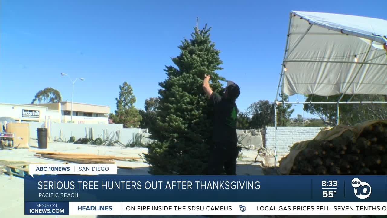 Serious tree hunters out after Thanksgiving