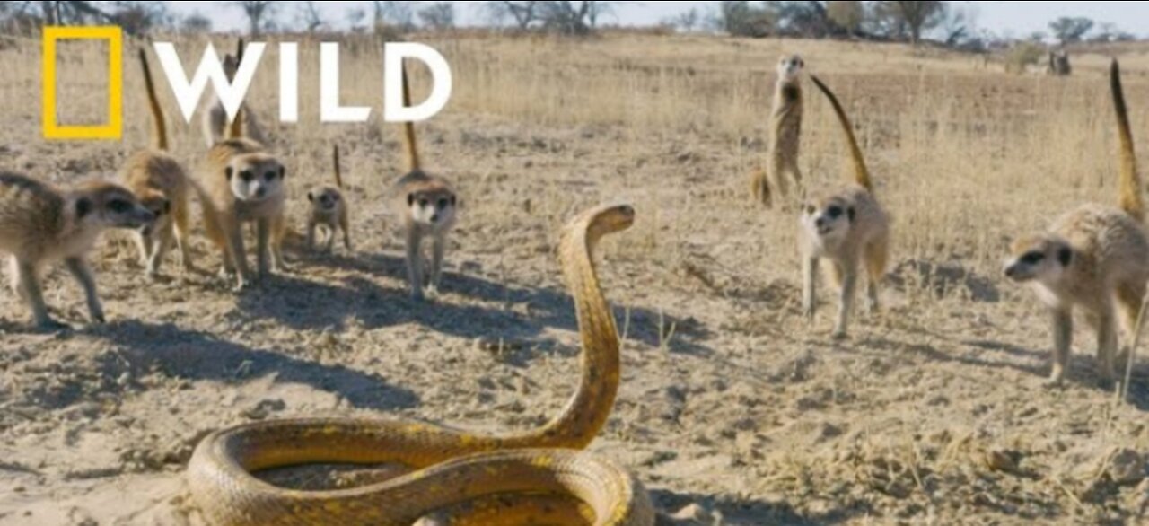 Cobra Vs. Meerkat | Wild Africa | National Geographic Wild life