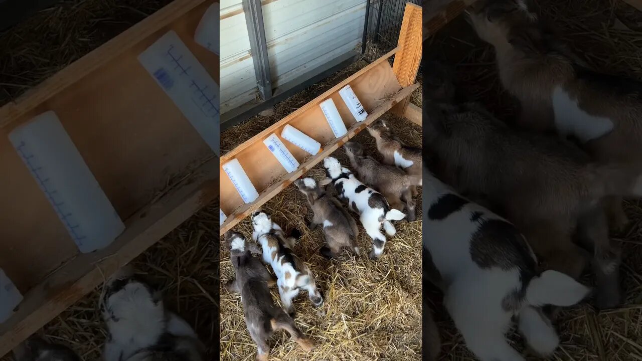 Those tails! 😍 #homesteading #arkansasfarmstead #arkansashomestead #babyfarmanimals