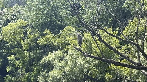 Great Blue Heron. See it?