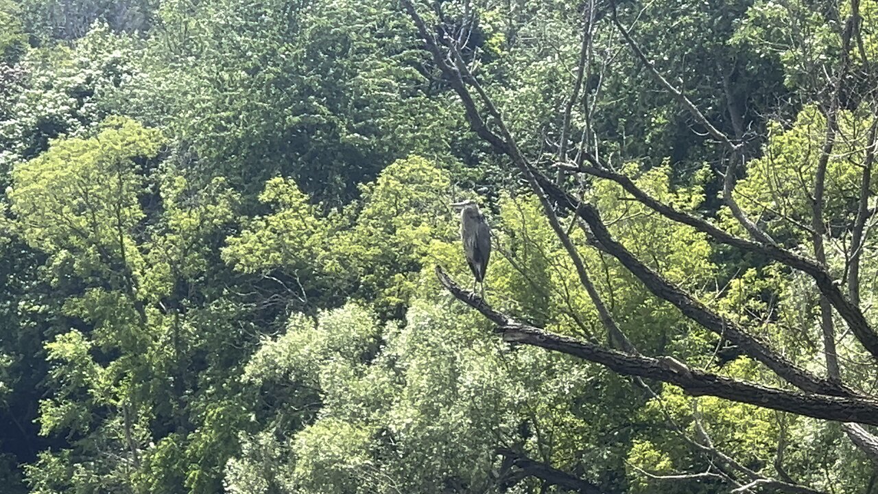 Great Blue Heron. See it?