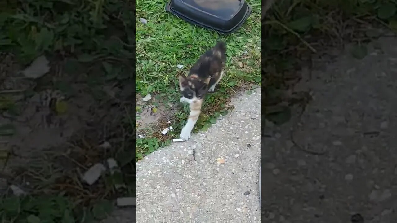 More Kitten Videos