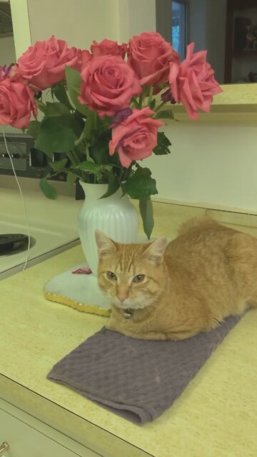 I Can’t Help Falling In Love With You