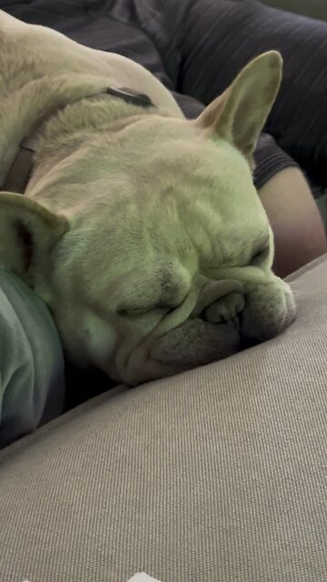 Frenchie sleeps during the World Cup Final