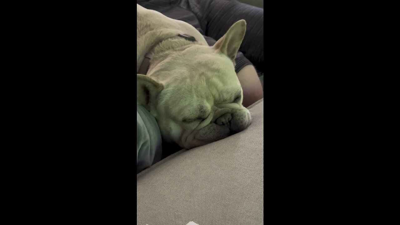 Frenchie sleeps during the World Cup Final