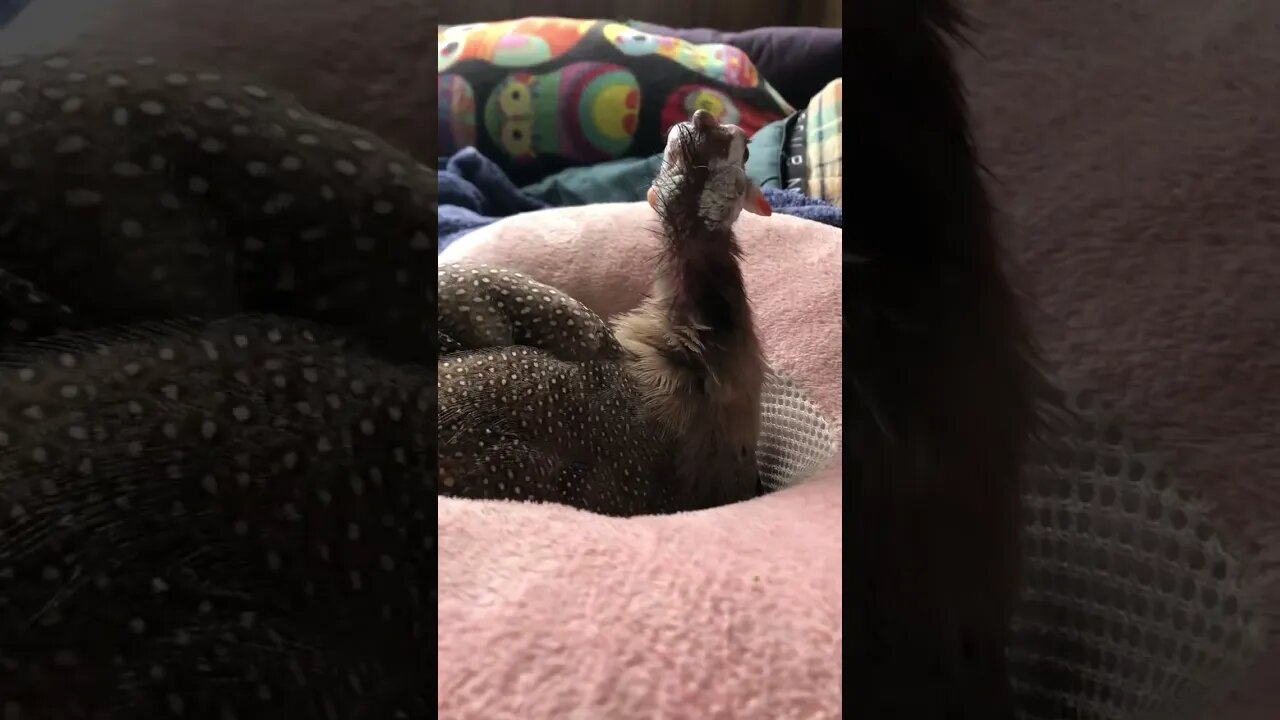 Matilda the disabled guinea fowl getting settled into her cushion