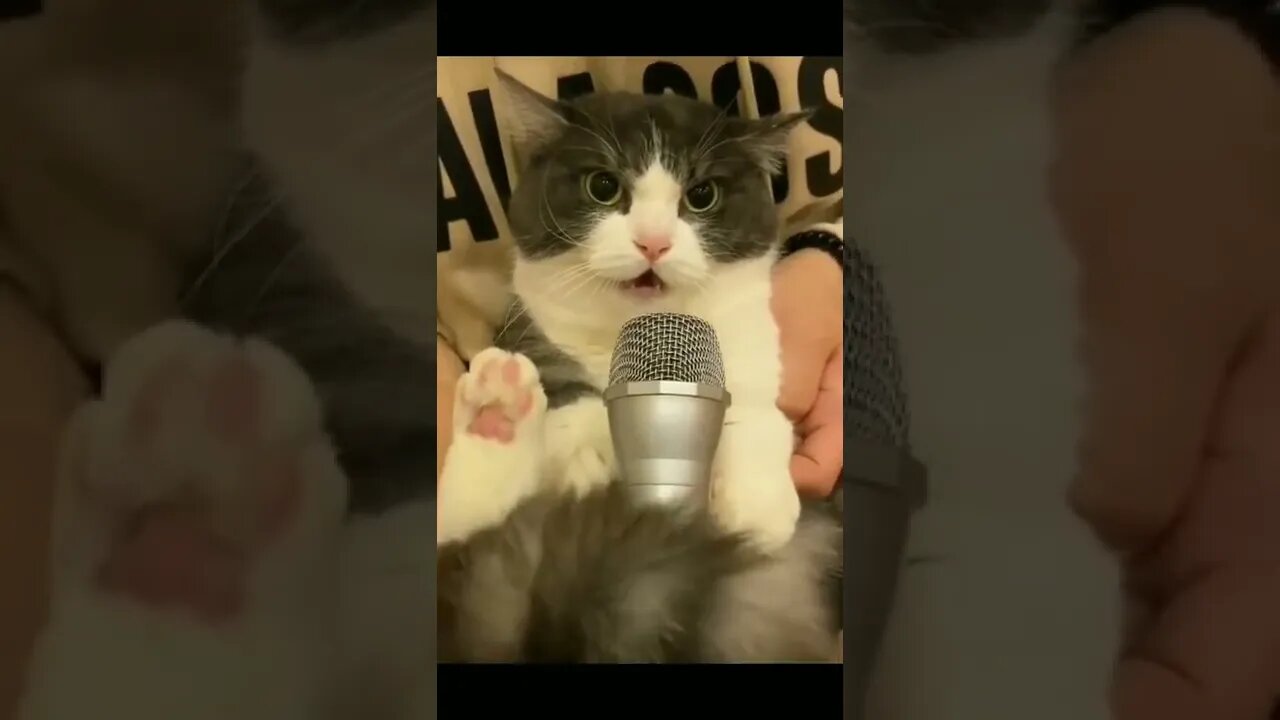 Video by funny cats and dogs 2022 part1 2