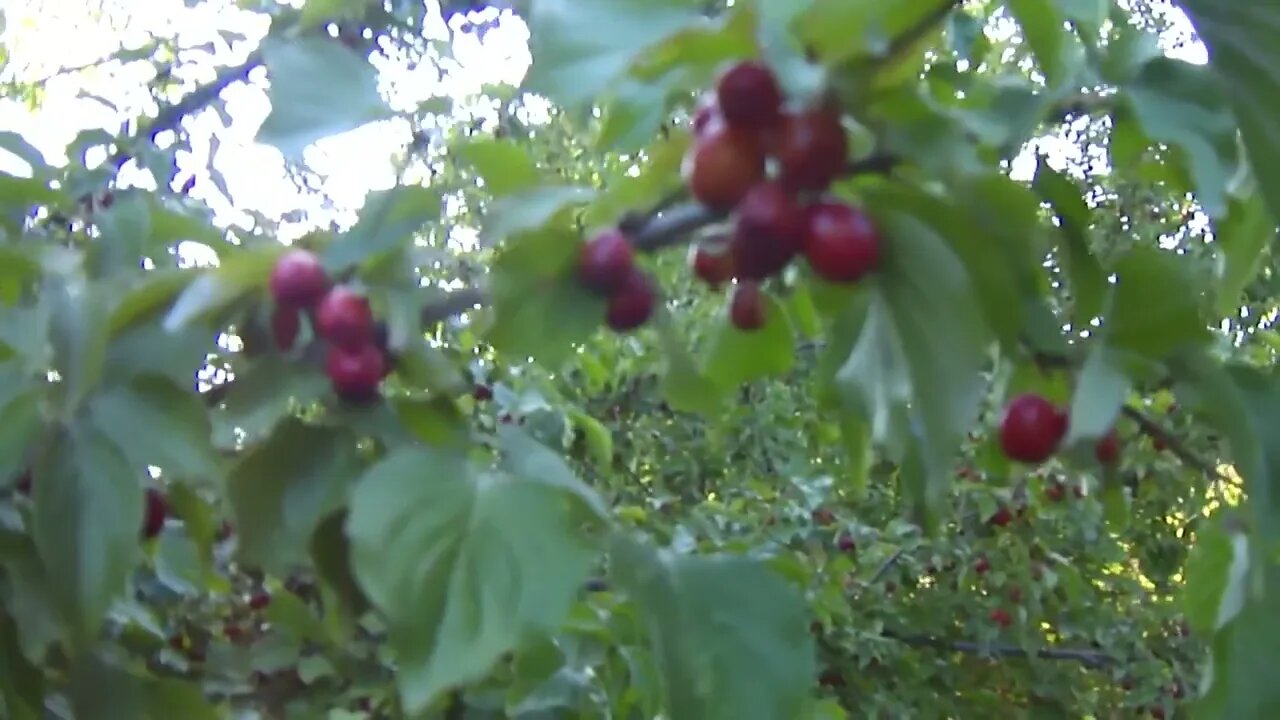 Κράνα (cornus mas) : Μέγεθος καρπών σε μπολιασμένες ποικιλίες (P2)