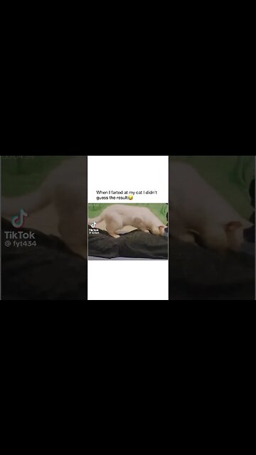 Cat Fart 🐈