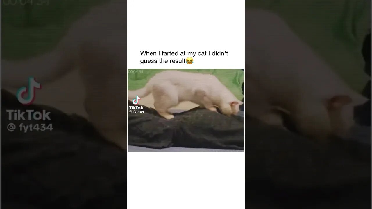 Cat Fart 🐈