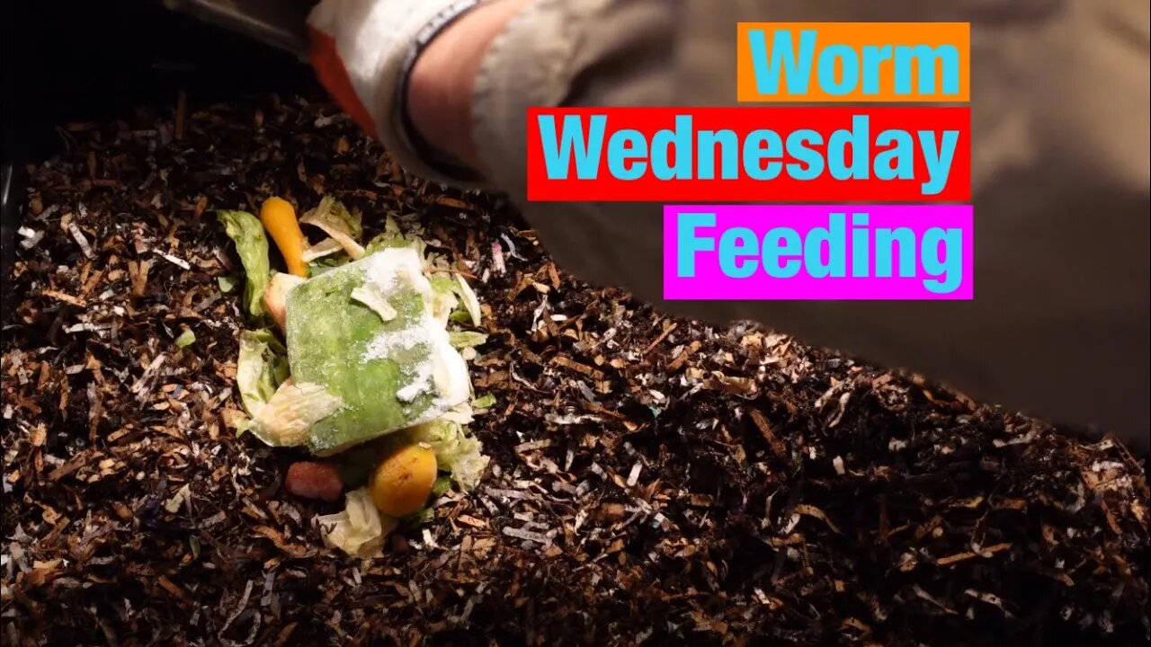 Worm Wednesday Feeding and Something Special
