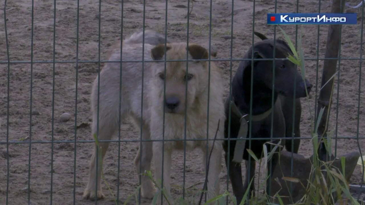 Собак сестрорецкого частного приюта поселили в Белоострове