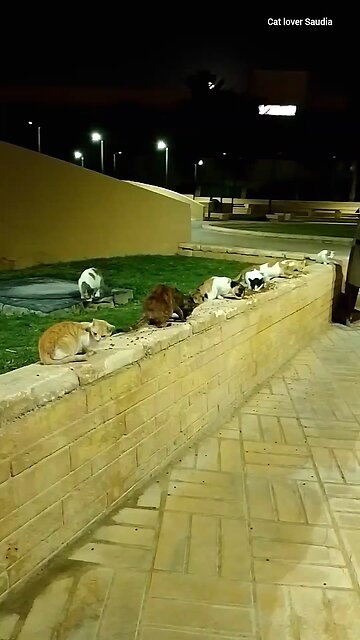 Cat Lover Saudia arbia visit fan