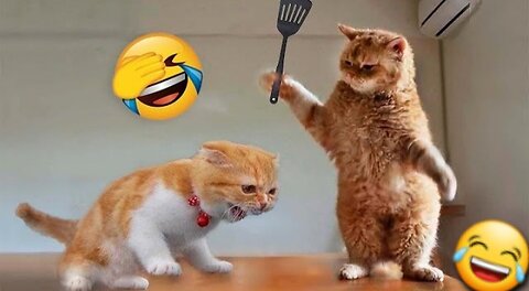 Funny cute kittens fighting