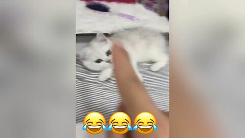 Funny animal videos 😂😂😂