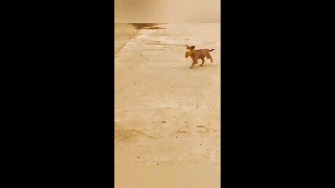 funny animal video