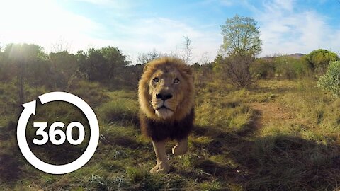 Wild African Animal Stampede | Wildlife in 360 VR