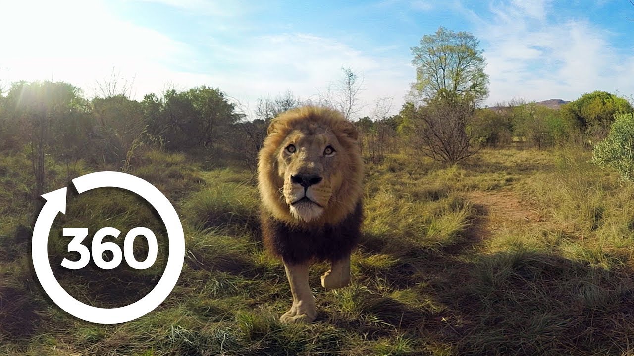 Wild African Animal Stampede | Wildlife in 360 VR