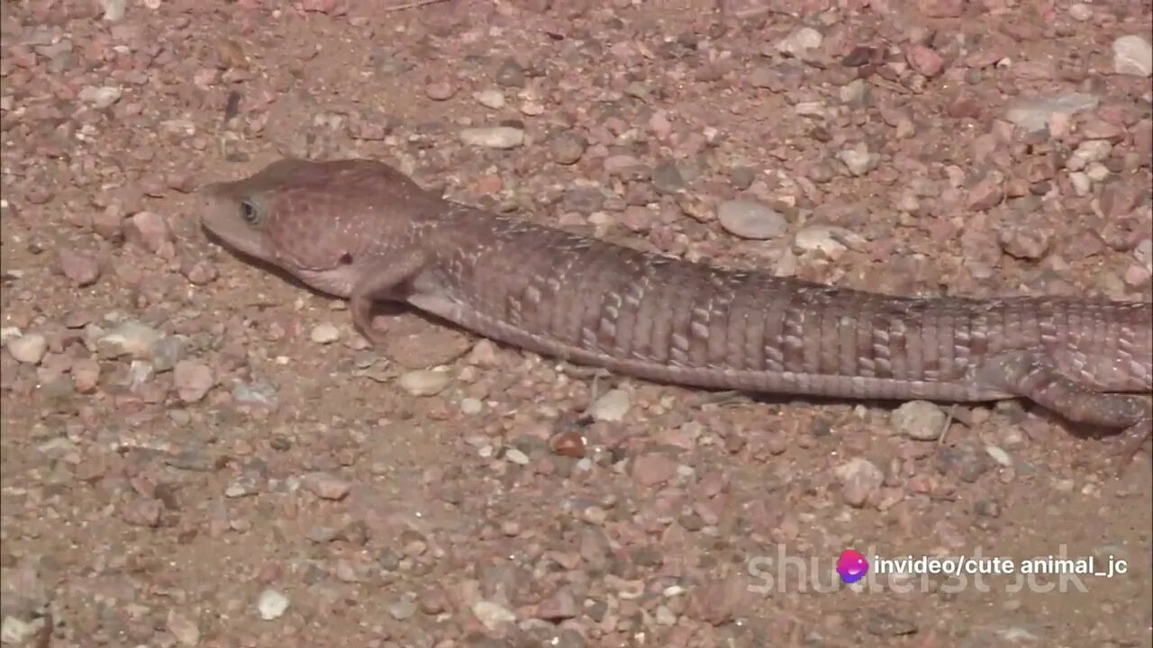 Legless Wonders: The World of Legless Lizards