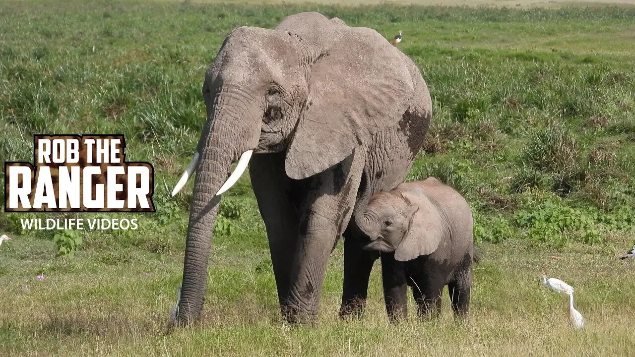 Amboseli Elephant Herd With Small Calf | Zebra Plains Safari