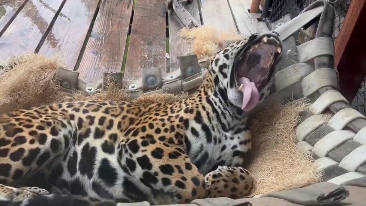 Jaguar Enjoys A Lazy Day At The Zoo