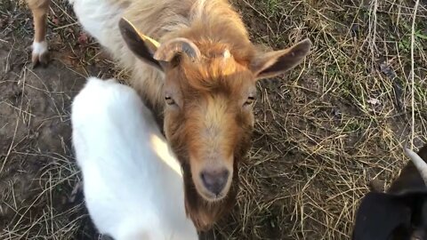 Feeding neighbour’s goats during flood . Confused over boys and girls