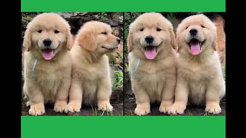 Fluffy and Cute Golden Retriever Puppies - Puppy Video