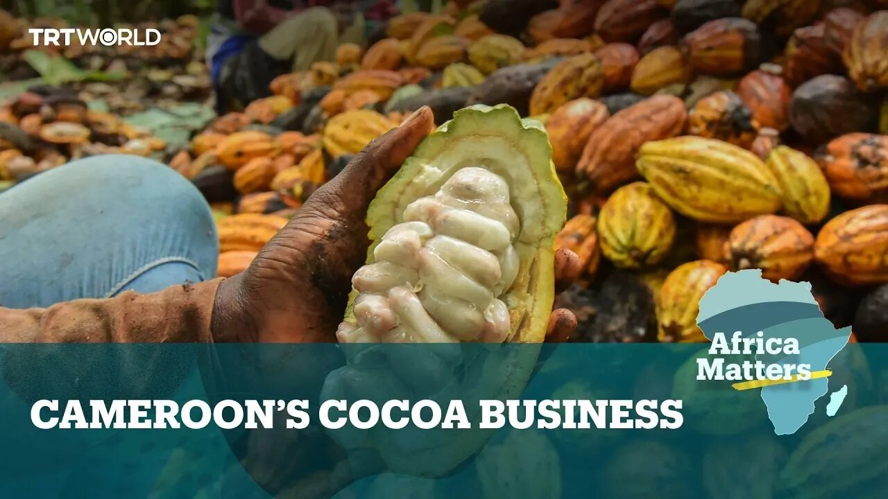 Cameroon's Cocoa Farmers Celebrate Price Surge Amidst Global Shortages