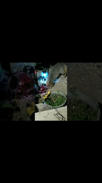 The Fox Knocks The Lantern Down #Shorts 🌴