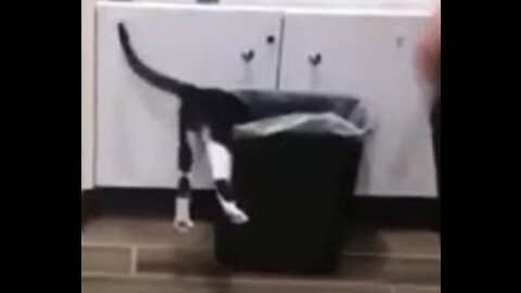 the cat fell into the trash🤣🤣🤣