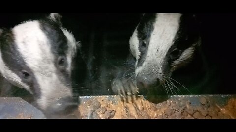 Badgers Taking The Bacon