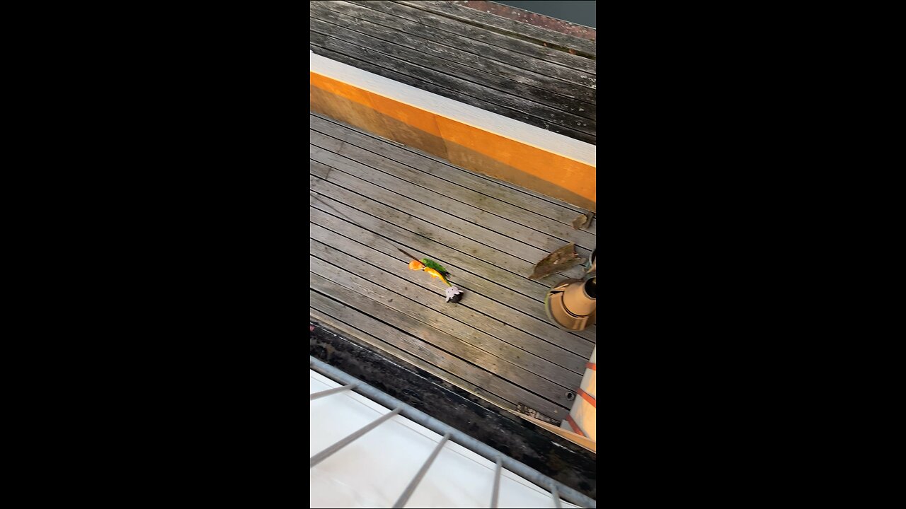 Birdie's Daring Balcony Rescue In A Mission Impossible-like Caper