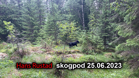 Skogpod 25. juni 2023