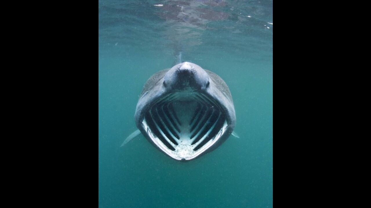 Sharks 🦈 Would You Swim With Them If You Had The Chance?