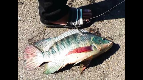 Amizing!. big tilapia hit by a fish slingshot