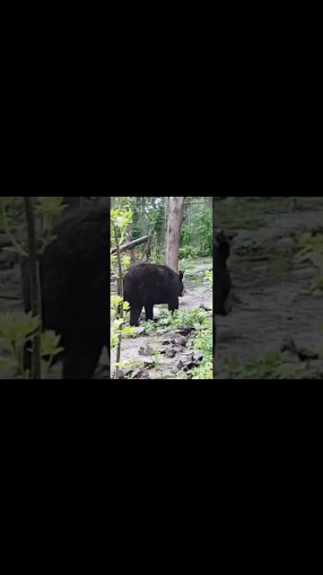 Black bears are so cute