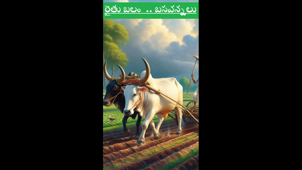 Ongole Gojati/ Ongole Bulls / Poda Thurpu/ Thurpu Edlu,/ Telangana Dioni/ More useful than a Tractor