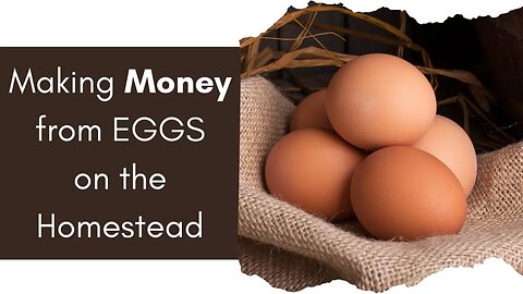 How To Make Money From Eggs On The Homestead