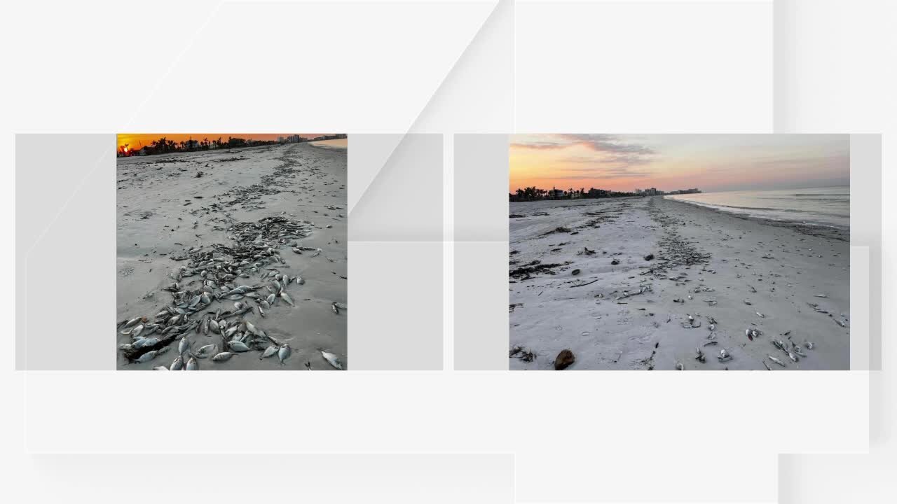 FMB businesses feeling impacts of red tide and new challenges after Hurricane Ian