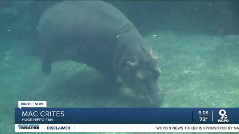 Here's the latest from the Cincinnati zoo's newest baby