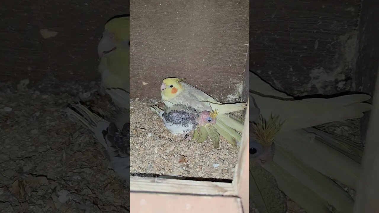 peal pead cockatiel#bird#parrots#cockatiel#