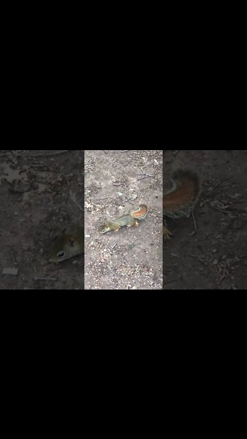 Up Close with Squirrels in Canada