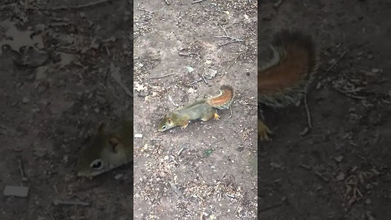 Up Close with Squirrels in Canada