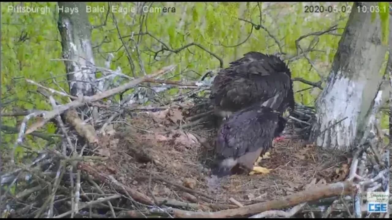 Hays Eagles Dad brings in bird H11 mantles and eats it 2020 05 02 947am