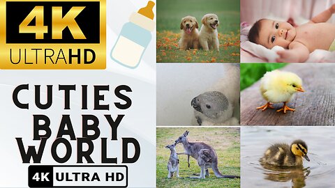 4K Cuties: Adorable Animal and Human Babies